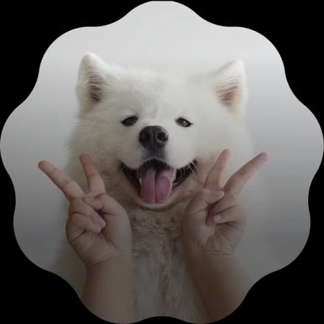 被當成家人的毛孩——白色薩摩耶犬與家人相伴